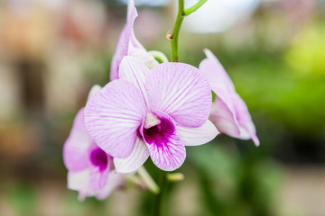 Naklejka na ściany i meble White purple orchid flowers