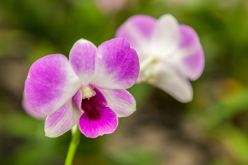 Fototapeta na wymiar Two white purple orchid flowers