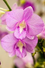 Fototapeta na wymiar White purple orchid flowers