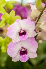 White purple orchid flowers