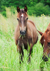 Fototapeta premium arabian colt in the meadow