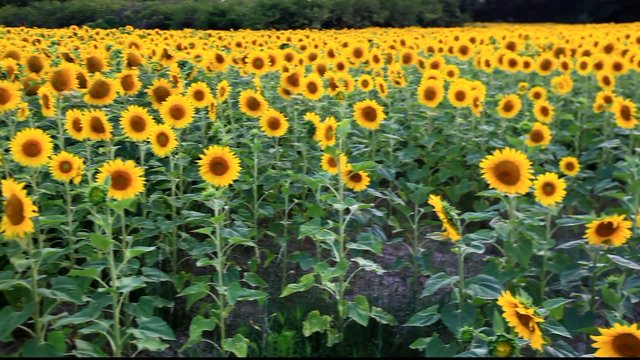 tournesol....champs