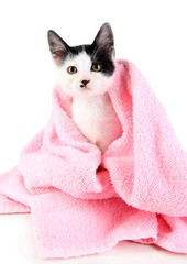 Small kitten in pink towel isolated on white