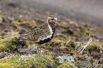 Eurasian golden plover (Pluvialis apricaria), Iceland