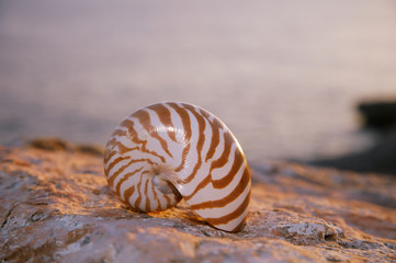 nautilus seashell sand on sunrise and ocean