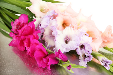 Beautiful gladiolus flower close up