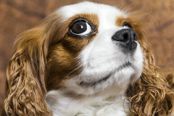 The cavalier king