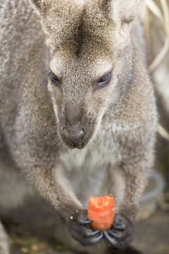 Wallaby And Carrot