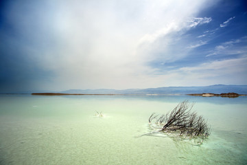 Dead Bush in Dead Sea