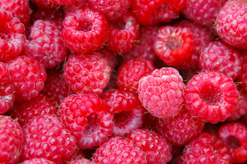 Many raspberries as a texture