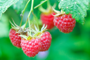 Branch with two raspberries