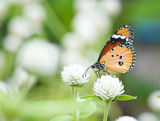 Obraz premium plain tiger butterfly close up