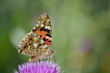 butterfly admiral urticaria chocolatier on a flower beautiful blurred green background