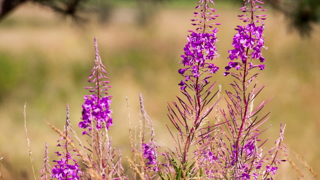 fireweed swaying in the wind