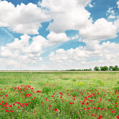 Fototapeta na wymiar beautiful wheat field and blue cloudy sky