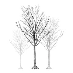 Obraz premium Tree - Hand Drawn vector