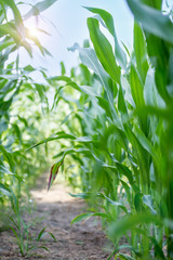 corn field