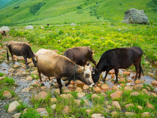 Cows graze in the valley river Enguri in Svaneti