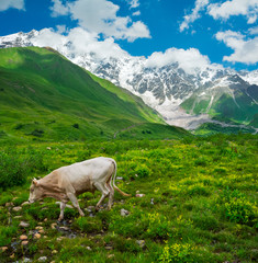 Fototapeta na wymiar Beautiful meadow landscape near Ushguli, Svaneti, Georgia.