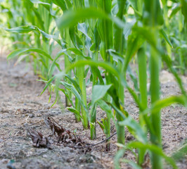 corn field