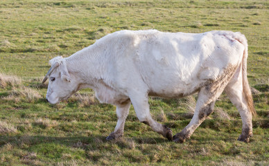 white cow