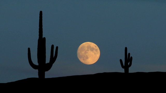 Arizona Saguaro moonrise