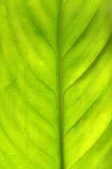 green leaf background
