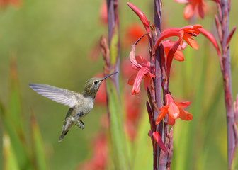 Hummingbird feeding