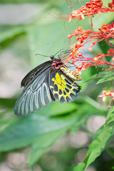 Fototapeta na wymiar Golden birdwing butterfly.