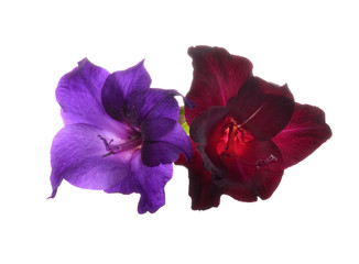 gladiolus flowers isolated on white background