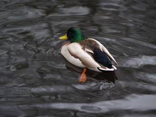 Duck in the Warsaw park