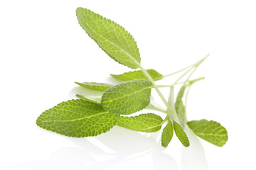 Salvia isolated on white.