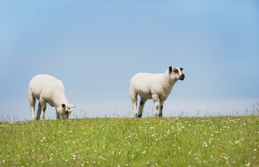 zwei schafe stehen schauend auf dem deich