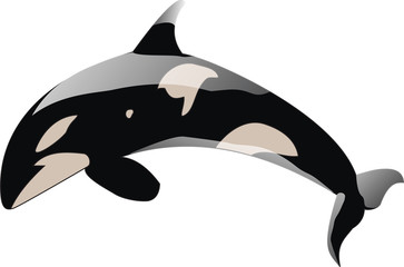 Fototapeta premium Orca whale