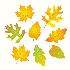 Autumn Leaves. Set of golden autumn leaves.