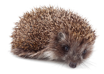 Small hedgehog in front isolated on white background