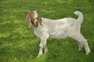 Kid goat on grass