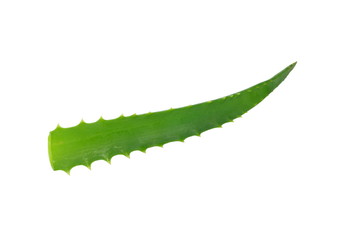 aloe leaf