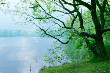 moody landscape tree and lake morning as nature background