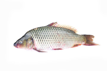 The fish on a white background