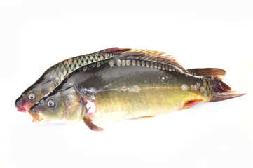 The fish on a white background