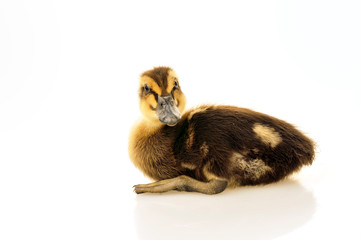 The little duck on a white background