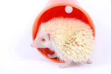 White hedgehog © pandpstock001