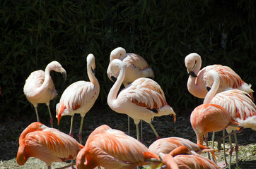 Pink and red flamingos