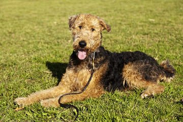 Airdale Terrier Dog Portrait at the Park