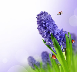 Obraz premium Hyacinth with ladybugs