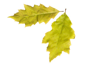 Oak leaves isolated on a white background.