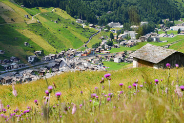 Bergwiese oberhalb Vals, Graubünden