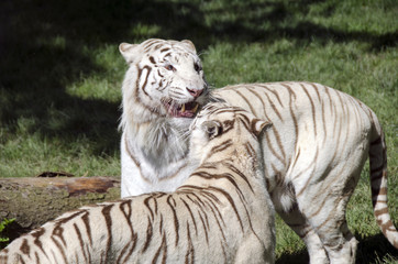 White tigers