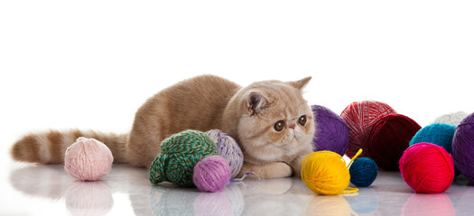 Exotic shorthair cat.  Cat with balls of threads.